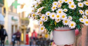 Venerdì 20 il Giro d'Italia fa tappa ad Ormea