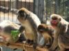 Belgio quarantena vaiolo scimmie. Fusaro: nuovo ordine tecno sanitario?