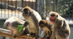 Vaiolo delle scimmie: primo caso in Italia