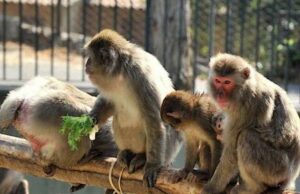 Vaiolo delle scimmie: primo caso in Italia Vaiolo delle scimmie, dal ministero arriva una circolare