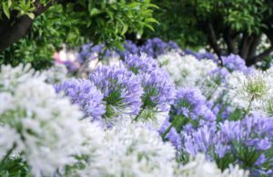 Risplendono i Giardini di Villa della Pergola Agapanti-Villa-della-Pergola---ph.-A.-Le-Mure