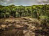Il WWW e le foreste, molte lacune nella legge sulla deforestazione