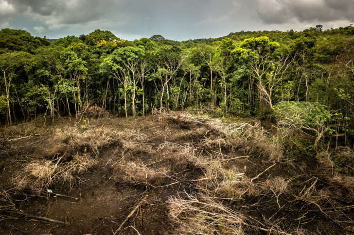 Il WWW e le foreste, molte lacune nella legge sulla deforestazione