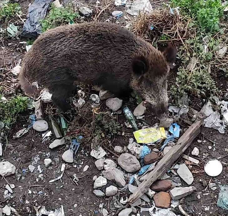 Piana: Cinghiali nel Bisagno verranno abbattuti. Animalisti: sono tapulli