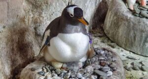 Acquario, nella vasca subantartica dei pinguini la vita si rinnova