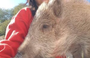 Allarme cinghiali ad Albissola Allarme cinghiali ad Albissola