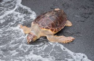 Gestione e tutela del nido di tartaruga marina a Levanto Gestione e tutela del nido di tartaruga marina a Levanto