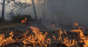 WWF, Oltre il 97% dei roghi in Europa è causato da attività umane