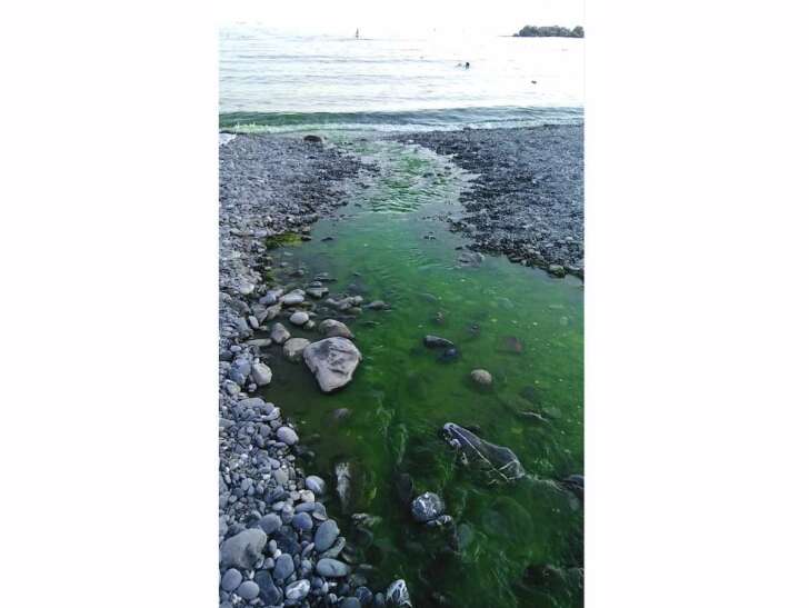 Il Rio Priaruggia si colora di verde smeraldo: è mistero