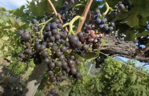 Rossese Dolceacqua, domenica 24 luglio il 50° della Doc Rossese Dolceacqua, domenica 24 luglio il 50° della Doc