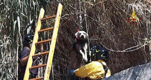 I Vigili del fuoco salvano cane caduto in un canale di scolo