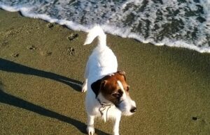 Cani in spiaggia, l’Osservatorio Savonese Animalista Cani in spiaggia, l’Osservatorio Savonese Animalista