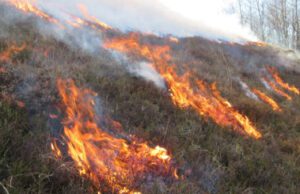 Confagricoltura Liguria sugli incendi boschivi Confagricoltura Liguria. Incendi boschivi
