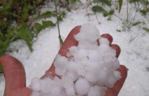 Grandinata nel Tigullio danni ingenti alle culture Grandinata nel Tigullio danni ingenti alle culture