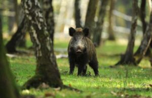 Per Cia Agricoltori Liguria, il Sindaco della Spezia sembra voler emulare il Sindaco di Genova Per Cia Agricoltori Liguria, il Sindaco della Spezia sembra voler emulare il Sindaco di Genova