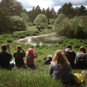 Wild Horse Watching