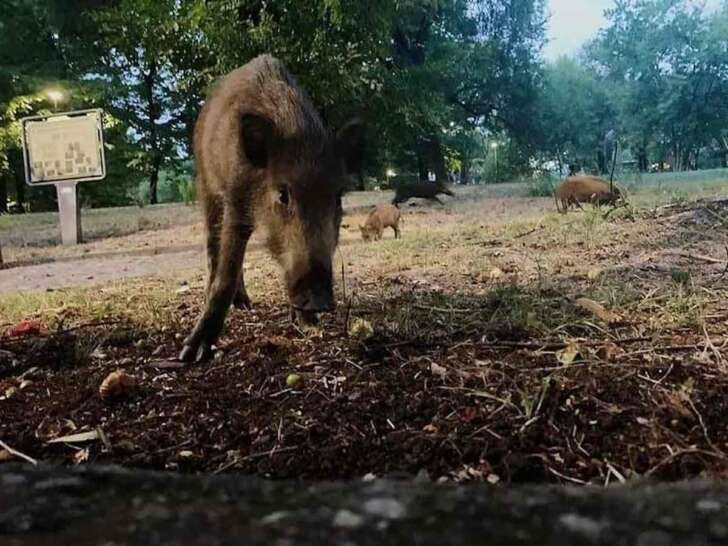 Cinghiali rinchiusi da 12 giorni nel Parco della Maggiolina a La Spezia