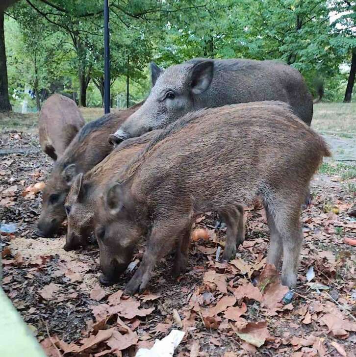 Cinghiali rinchiusi da 12 giorni nel Parco della Maggiolina a La Spezia