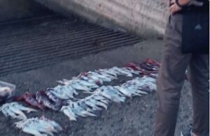 Finale Ligure, sanzionato pescatore sportivo con 20 kg di totani Finale Ligure, sanzionato pescatore sportivo con 20 kg di totani