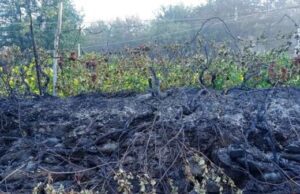 Incendio, CIA Savona: “Distrutti interi vigneti, uliveti e frutteti” danni incendio albenganese