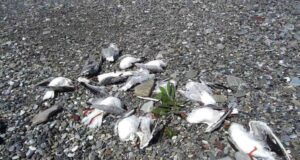 Lipu: La grandine ha ucciso molti gabbiani a Cavi di Lavagna