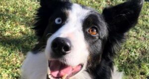 Premio Fedeltà del Cane 2022 al border collie Shiva