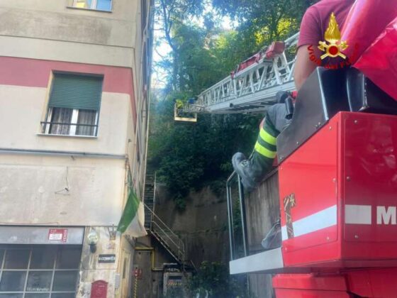 Intervento dei VVF in via del Fossato per albero pericolante