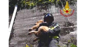 Monterosso, Golden retriever scivola in una scarpata: salvato dai VVF