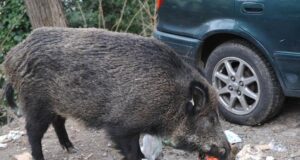 Coldiretti, i cinghiali sono il principale veicolo di diffusione di Psa