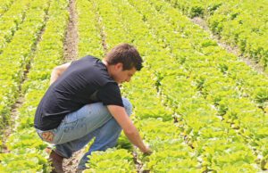 Coldiretti, l’economia ligure riparte dal settore agricolo Coldiretti, l'economia ligure riparte dal settore agricolo