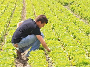 Coldiretti, l'economia ligure riparte dal settore agricolo