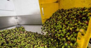 Coldiretti tutti amano l'olio ligure l'export sale del +29%