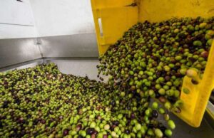Coldiretti: tutti amano l’olio ligure l’export sale del +29% Coldiretti tutti amano l'olio ligure l'export sale del +29%