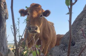 Contributi 2022 per il miglioramento generico del bestiame Contributi 2022 per il miglioramento generico del bestiame