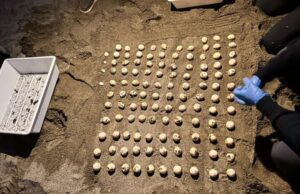 Nido di tartaruga Carretta carretta siamo al 70° giorno dalla deposizione Nido di tartaruga Carretta carretta siamo al 70° giorno dalla deposizione