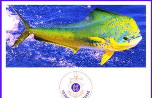 Raduno di Pesca alla lampuga a Varazze