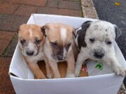 Croce Gialla salva cuccioli abbandonati in una scatola