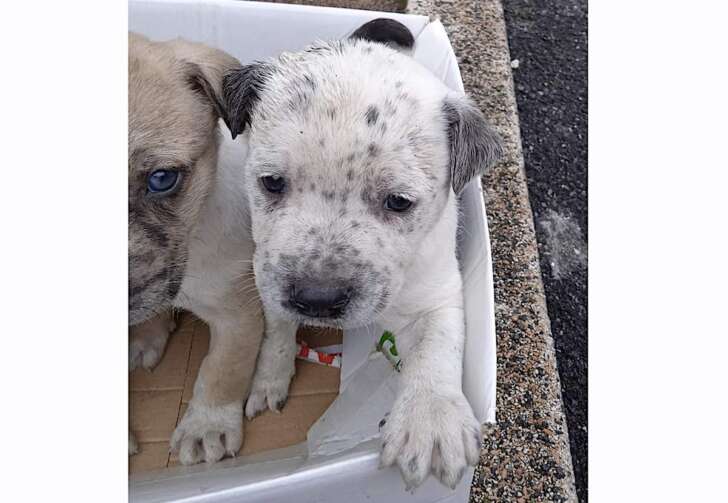 Croce Gialla salva cuccioli abbandonati in una scatola