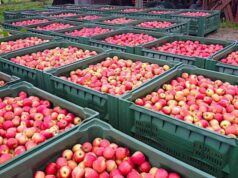 Export frutta e verdura | Fruitimprese: Italia perde miliardo di euro Export frutta e verdura | Fruitimprese: Italia perde miliardo di euro