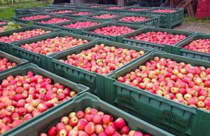 Export frutta e verdura | Fruitimprese: Italia perde miliardo di euro Export frutta e verdura | Fruitimprese: Italia perde miliardo di euro