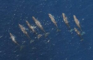 Avvistato gruppo di 14 capodogli nel ponente ligure Avvistato gruppo di 14 capodogli nel ponente ligure