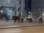Cinghiali in centro a Genova, prestare attenzione