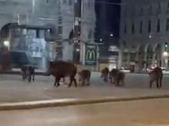 Cinghiali in centro a Genova, prestare attenzione