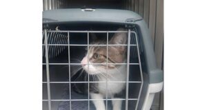 Gatto abbandonato in via Pendola a San Fruttuoso