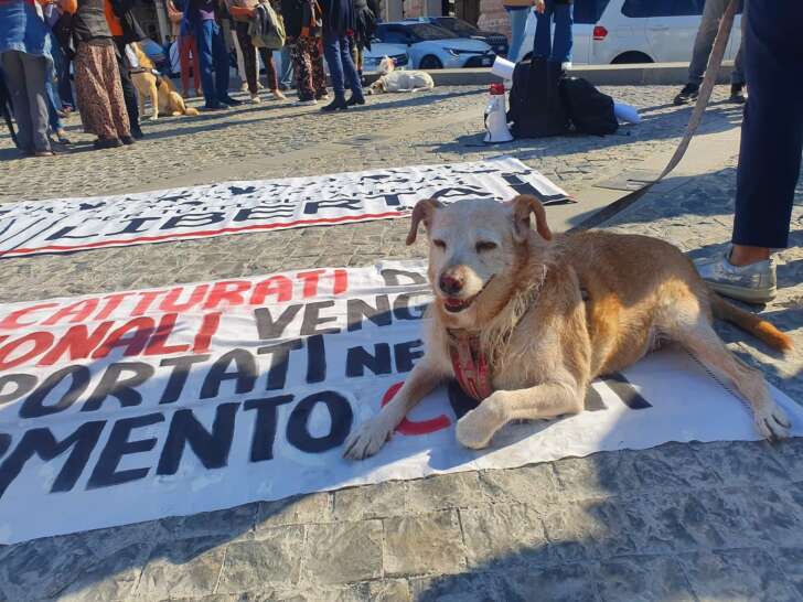 Manifestazione animalisti genovesi contro abbattimento cinghiali