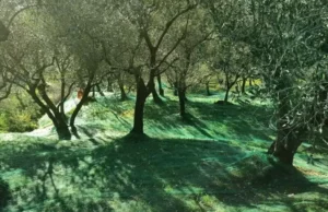 Sestri Levante, approvato il protocollo per le Terrazze olivetate a levante Sestri Levante, approvato il protocollo per le Terrazze olivetate a levante