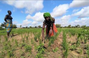 Torna la grande campagna di raccolta fondi natalizia di Mani Tese Torna la grande campagna di raccolta fondi natalizia di Mani Tese