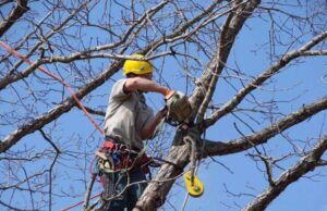 Recco, investiti 35mila € per potatura alberi nel centro città e frazioni Recco: Investiti 35mila euro per la potatura degli alberi nel centro cittadino e nelle frazioni