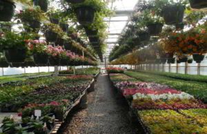 Caro energia, CIA Savona: al via le domande per il sostegno ai floricoltori, contributi per quasi mille imprese