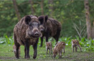 Coldiretti: anche a Sassello arrivata la peste suina Coldiretti, anche a Sassello arriva la peste suina